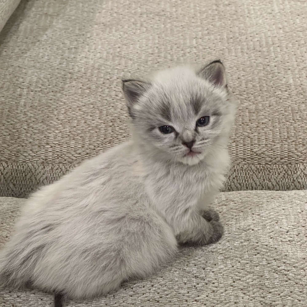 Meet your Posher, Crystal